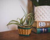 Vintage Mini Wicker Basket with two LIVE air plants, air plant decor, gift for women, gift for plant lady, Gift for friend,