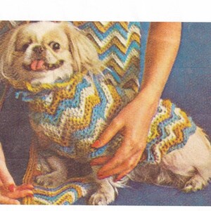 May include: A small white dog wearing a crocheted sweater with a chevron pattern in blue, yellow, and white.
