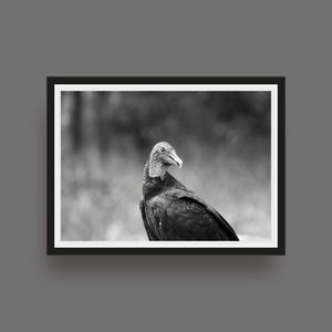 Black Vulture Photo Print, Florida Everglades Bird Art | Monochrome Wildlife Decor, Nature Photography