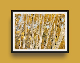 Aspen Tree Forest Photo Print – Colorado Fall Foliage Wall Art, Giclée Poster, Colorado Nature Poster
