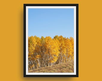 Aspen Trees Landscape Print – Colorado Fall Foliage Nature Wall Art, Fine Art Photography
