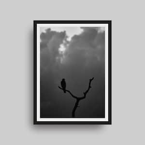 Sylwetka jastrzębia czerwonoskrzydłego – wydruk artystyczny – czarno-biała minimalistyczna fotografia przyrodnicza