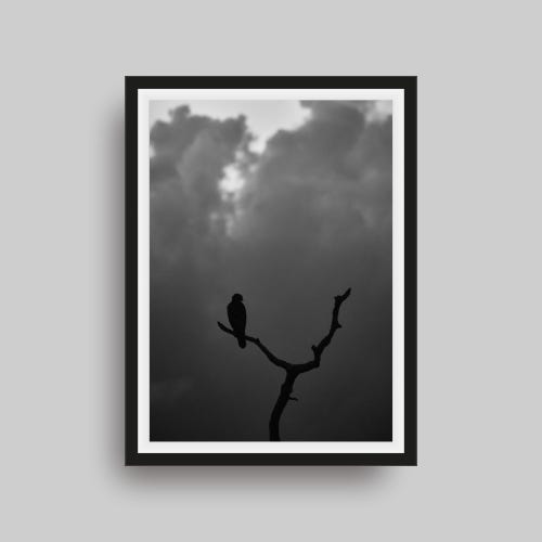 Impression d'art silhouette buse à épaulettes rousses – Photographie animalière minimaliste en noir et blanc