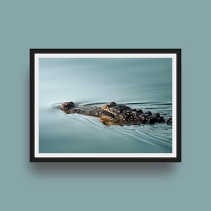 Foto di alligatore della Florida, stampa artistica da parete con fauna selvatica delle Everglades, stampa di fotografia naturalistica / belle arti senza cornice