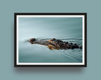 Florida Alligator Photo, Everglades Wildlife Wall Art, Nature Photography Print | Fine Art Unframed