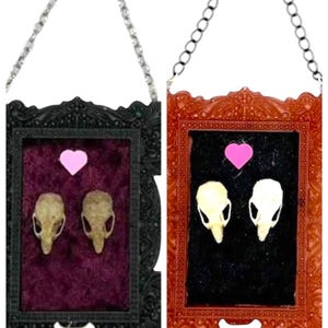 Framed Mice Skulls