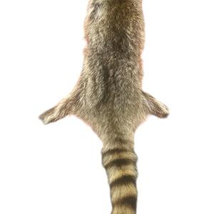 raccoon tanned hide