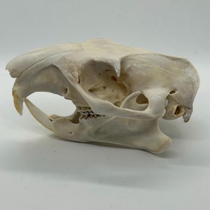 Woodchuck Skull