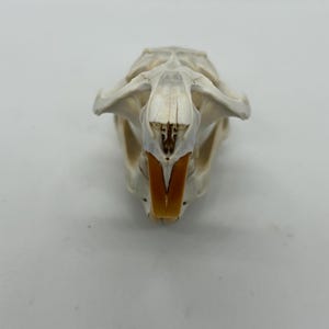 Muskrat Skull