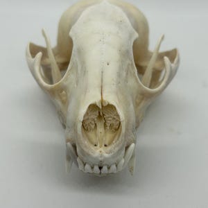 Raccoon Skull