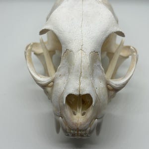 Bobcat Skull