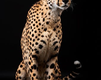 Cheetah Wall Art Poster Digital File