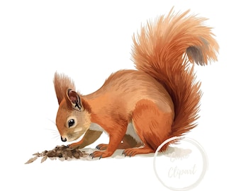 Red Squirrel Clipart – High-Resolution PNG Illustration (Commercial Use)