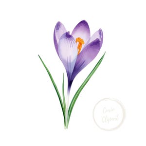 Peut inclure: Illustration à l'aquarelle d'une fleur de crocus. La fleur a des pétales violets avec des accents blancs, une étamine jaune et des feuilles vertes. L'image est sur fond blanc. La fleur est sur le thème du printemps.