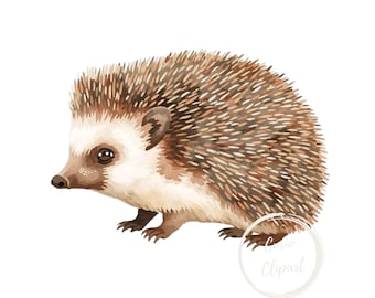 Hedgehog Clipart, High-Resolution PNG Illustration, Transparent Background 300 DPI, Commercial Use