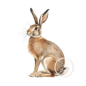 May include: Watercolor illustration of a hare in shades of brown and tan, with long ears and whiskers. The hare is depicted in a seated position, facing left, with a white background. The artwork has a natural, realistic style.