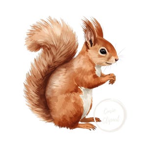 May include: Watercolor illustration of a squirrel in shades of brown and white. The squirrel has a fluffy tail and is posed in a side view, with its paws together. The image has a white background and a watermark that says "Curio Clipart".