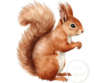 Red Squirrel Clipart – High-Resolution PNG Illustration (Commercial Use)