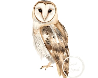 Barn Owl PNG Clipart – High-Resolution Illustration, Commercial Use