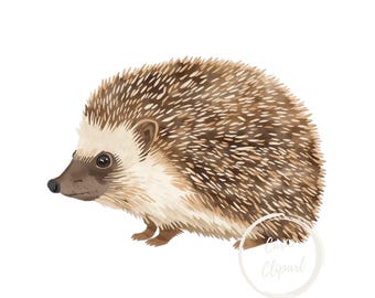 Hedgehog Clipart, High-Resolution PNG Illustration, Transparent Background 300 DPI, Commercial Use