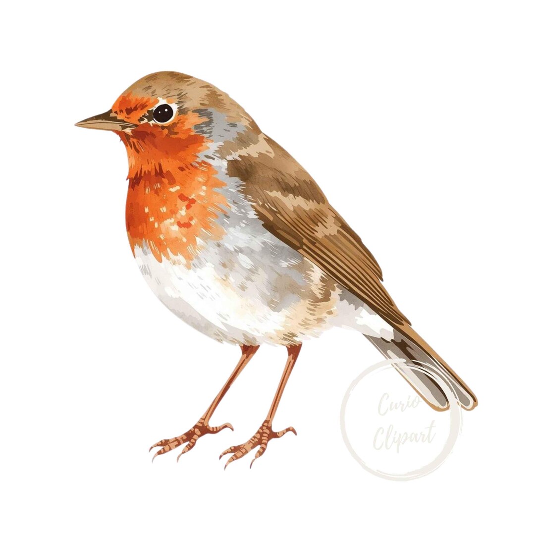 Robin Clipart, High-resolution PNG Illustration, Transparent Background ...