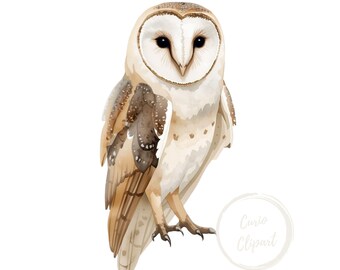 Barn Owl Clipart – High-Resolution PNG Illustration (Commercial Use)
