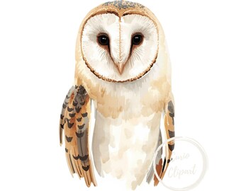 Barn Owl PNG Clipart – High-Resolution Illustration (Commercial Use)