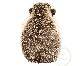 Hedgehog Clipart, High-Resolution PNG Illustration, Transparent Background 300 DPI, Commercial Use
