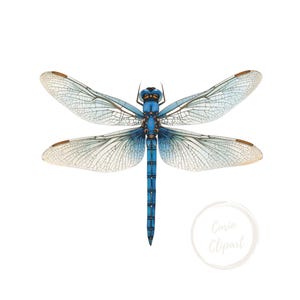 May include: A detailed illustration of a dragonfly with a blue body and wings. The wings are translucent with intricate vein patterns and brown accents. The dragonfly is centered on a white background.