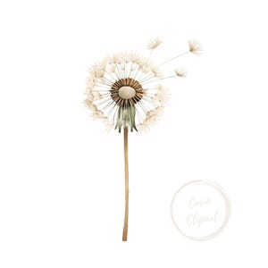 May include: Watercolor illustration of a dandelion seed head with a beige stem and a white background. The dandelion is partially blown, with some seeds floating away. The image has a soft, airy feel, with the text "Curio Clipart" in a circle.