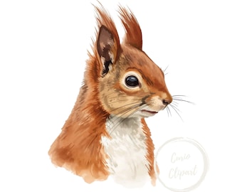 Red Squirrel PNG Clipart – High-Resolution Illustration (Commercial Use)