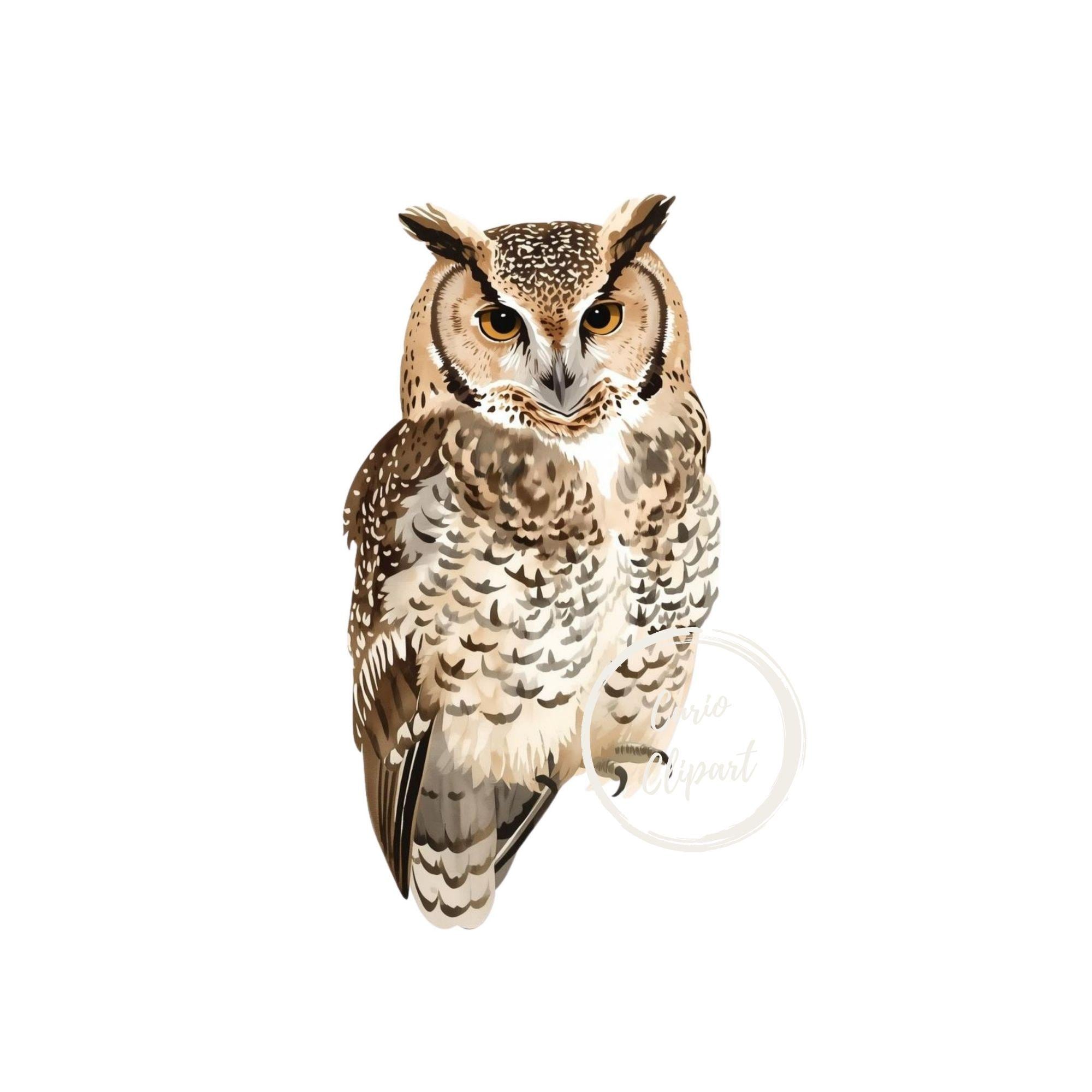 Great Horned Owl 12 Clipart Bundle, High-Resolution PNG Illustration, Transparent Background 300 DPI