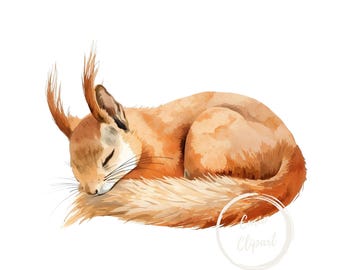 Red Squirrel Clipart – High-Resolution PNG Illustration (Commercial Use)