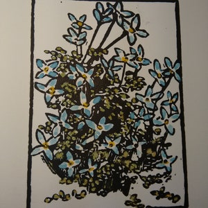 Bluets, hand-colored