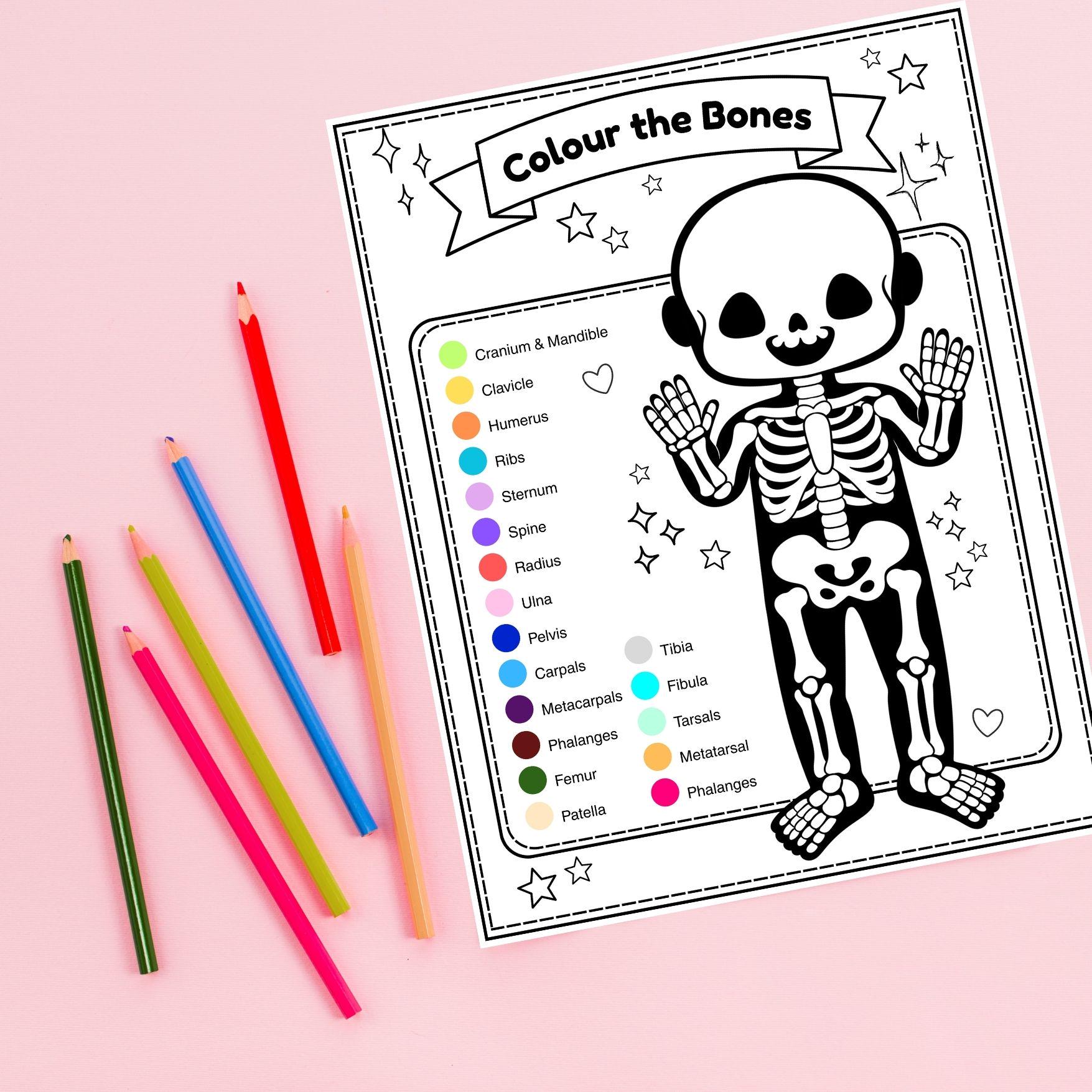 Kids Human Skeleton Coloring Page: Printable Anatomy Worksheet Human ...
