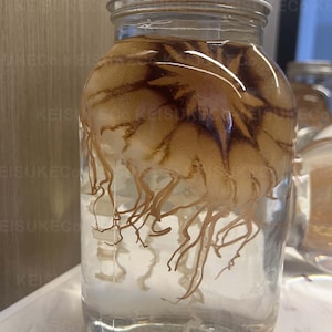 Black Sea Nettle Jellyfish Specimen,Real Jellyfish Specimen,Jellyfish Wet Specimen,Gift For Ocean Lovers,Real Biological Specimen,Decoration