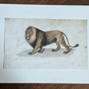 Antique Lion Engraving – “Le Lion” | 19th-Century French Natural History Print