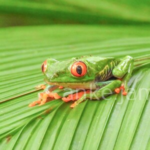 Vivid Green Red-Eyed Tree Frog Wall Art, Nature-Inspired Home Decor, Realistic 3D Print of Tropical Amphibian