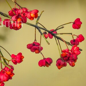 May include: A close-up shot of a branch displaying clusters of bright red berries with orange centres and green stems. The background is a soft yellow. The image includes the text "anke jamin".