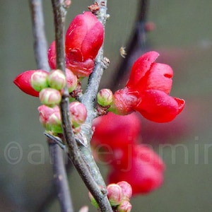 Flowering quince shrub with bright red buds