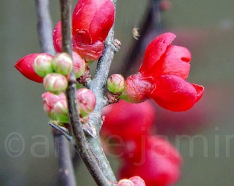 Flowering Quince Shrub with Bright Red Buds (Digital Download)