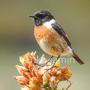 May include: A small bird with a black head, white neck patch, and orange breast perches on a cluster of dried orange flowers. The bird has brown wings and a dark tail, set against a blurred green background.