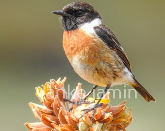 Impression de photographie d'oiseau stonechat : art d'oiseau chanteur aux couleurs vives (téléchargement numérique