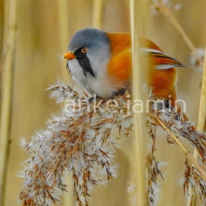 Könnte beinhalten: Nahaufnahme eines kleinen Vogels mit grauem Kopf, orangefarbenem Körper und schwarzen Markierungen, der auf einer flauschigen Pflanze sitzt. Der Vogel hat einen leuchtend orangefarbenen Schnabel, vor dem Hintergrund von hohem, trockenem Gras.