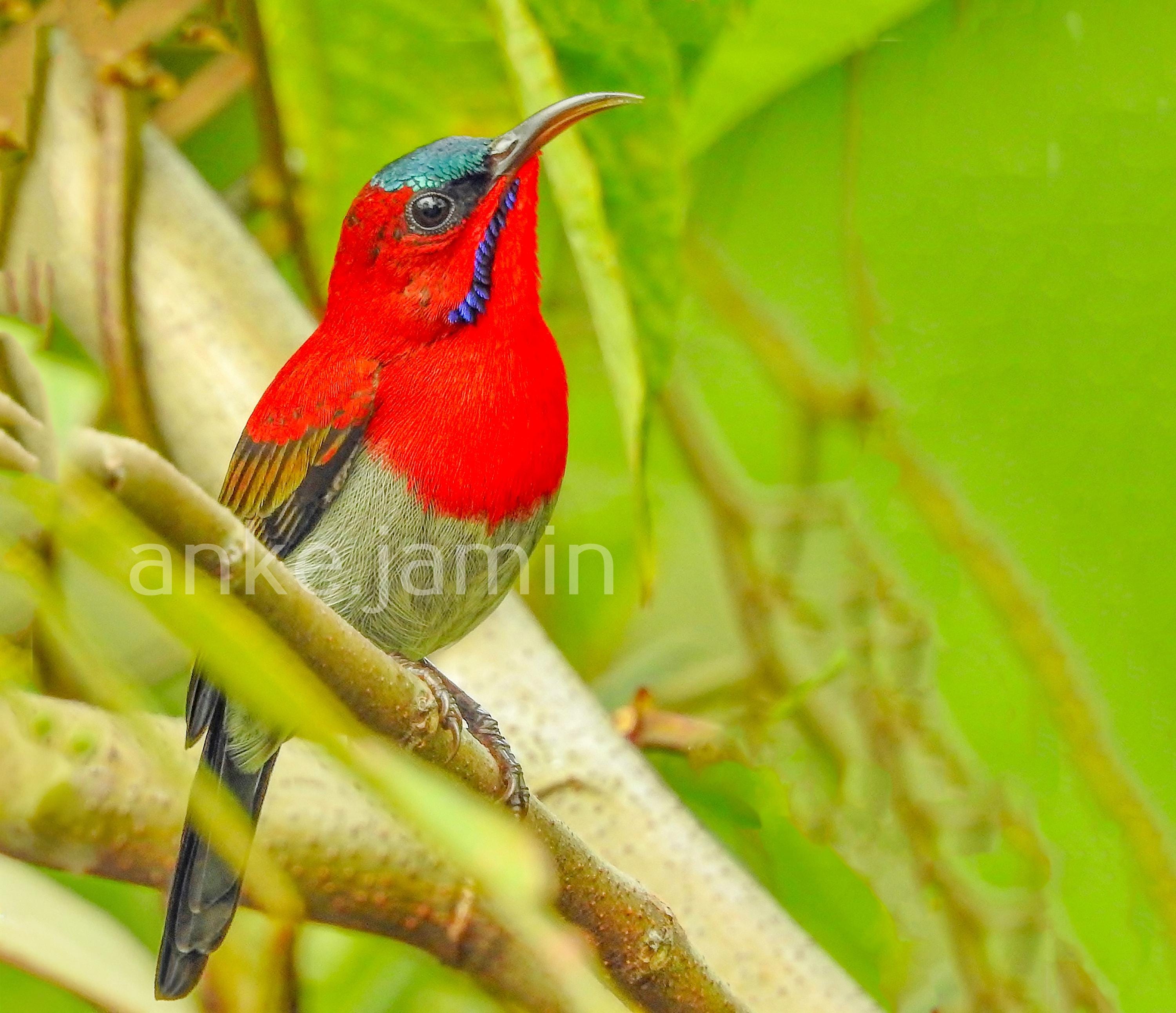 Sunbird - Etsy
