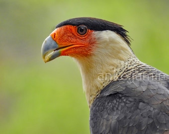 Crested Caracara Bird Photography Print, uniek Wildlife Home Decor (digitale download)