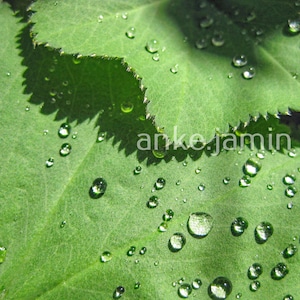 Alchemilla Mollis Dew Photo Print (Digital Download)