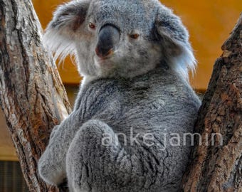 Lámina artística de koala, fotografía de vida silvestre (descarga digital)