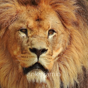 Peut inclure: Un portrait en gros plan d'un lion avec une crinière épaisse brun doré et des yeux ambrés. Le lion a un nez sombre et des moustaches, avec le texte "anke jamin" visible en lettres blanches sur la partie inférieure de la fourrure près du menton.