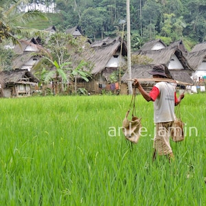 May include: A person wearing a red and white shirt and tan shorts walks through a vibrant green rice field carrying a wooden pole across their shoulders with two hanging bags. In the background, traditional thatched-roof houses are visible.